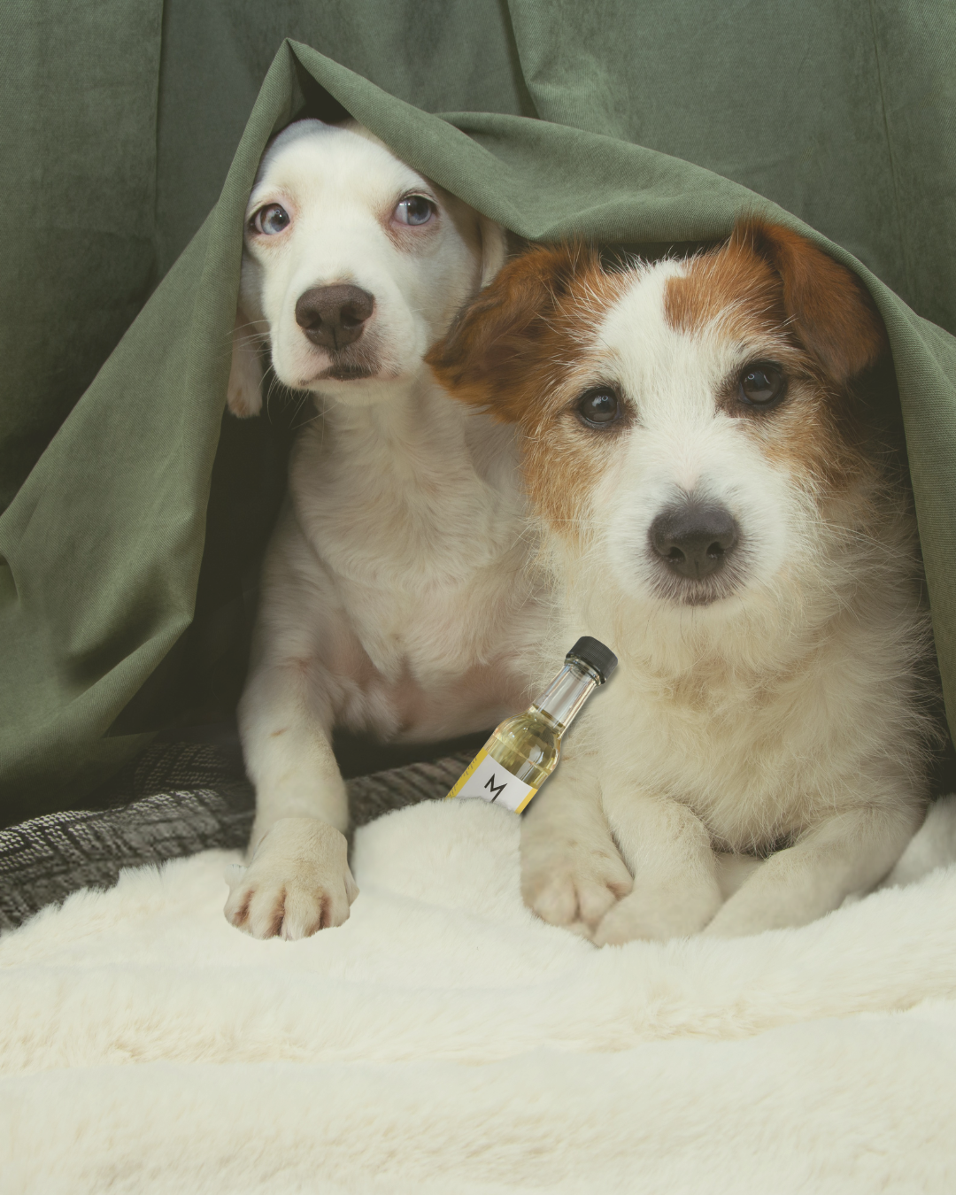 Keep Your Pets Calm & Safe During Fireworks